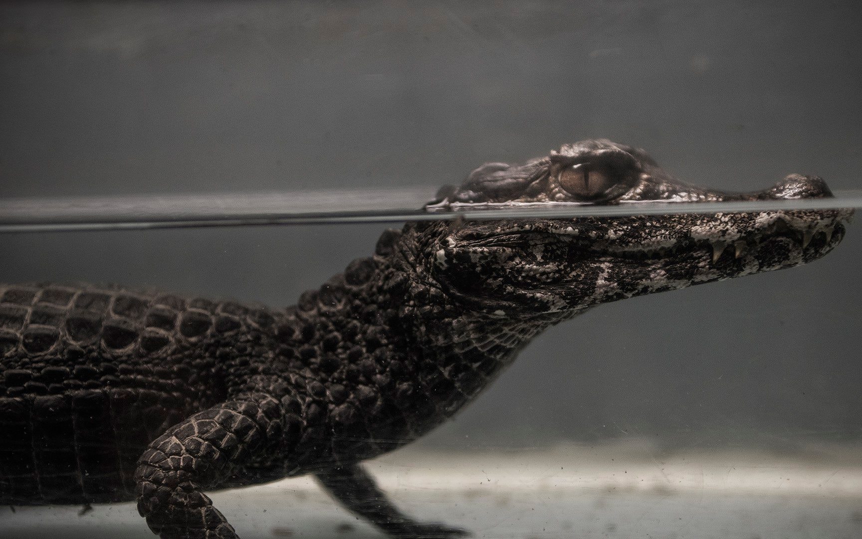 A crocodile