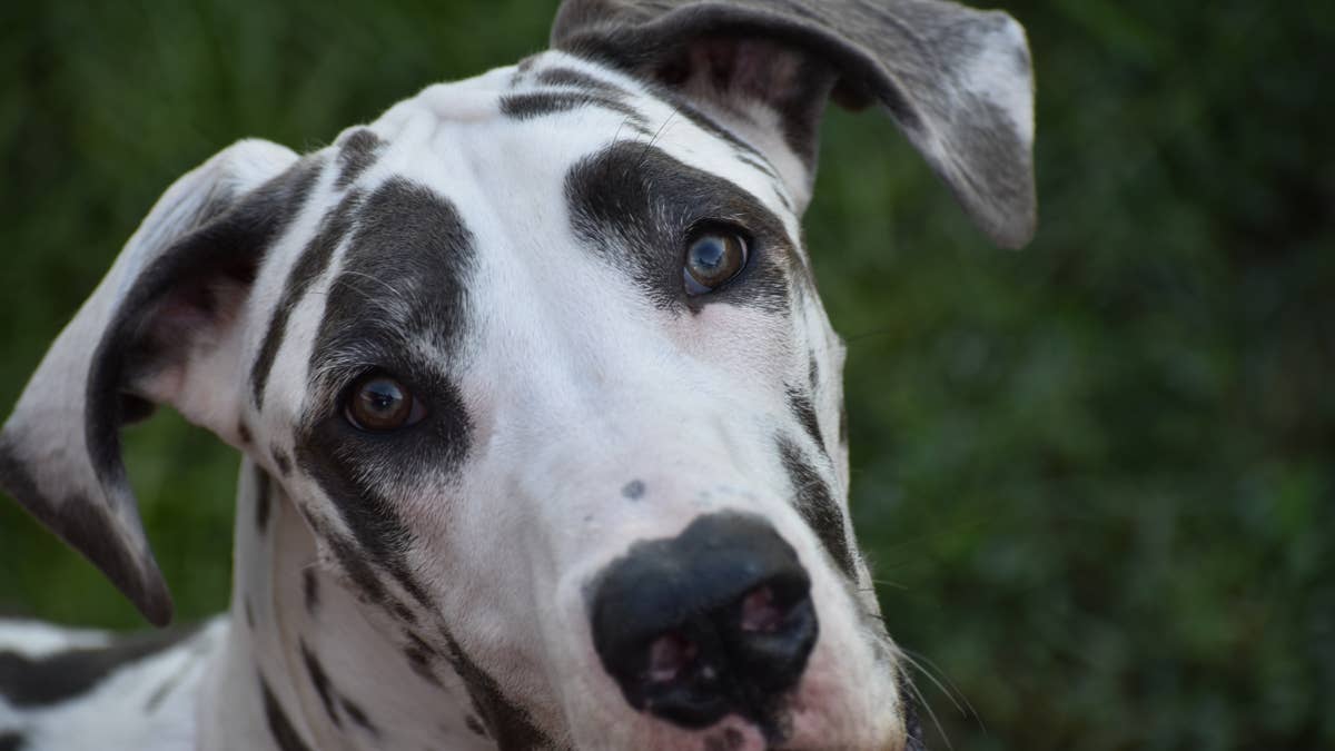 Great Dane becomes his mom's devoted nurse after her surgery, and it's the sweetest thing