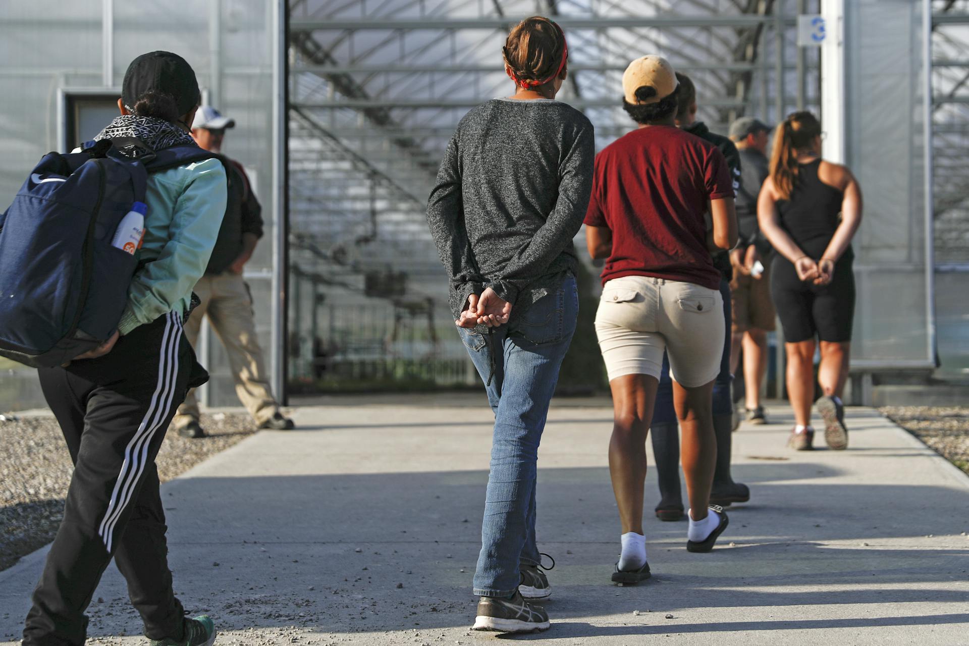 Several people with their hands cuffed behind their backs walk single-file toward a large greenhouse.