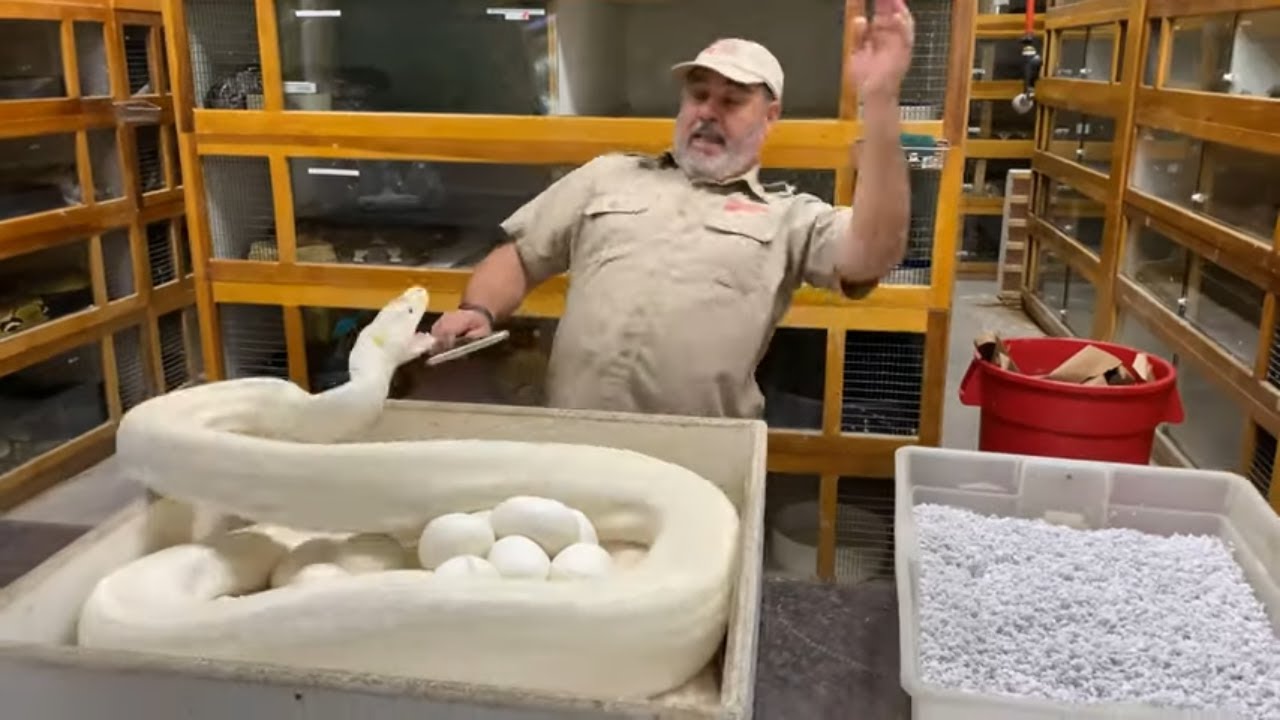 Ivory python strikes while her eggs are being collected