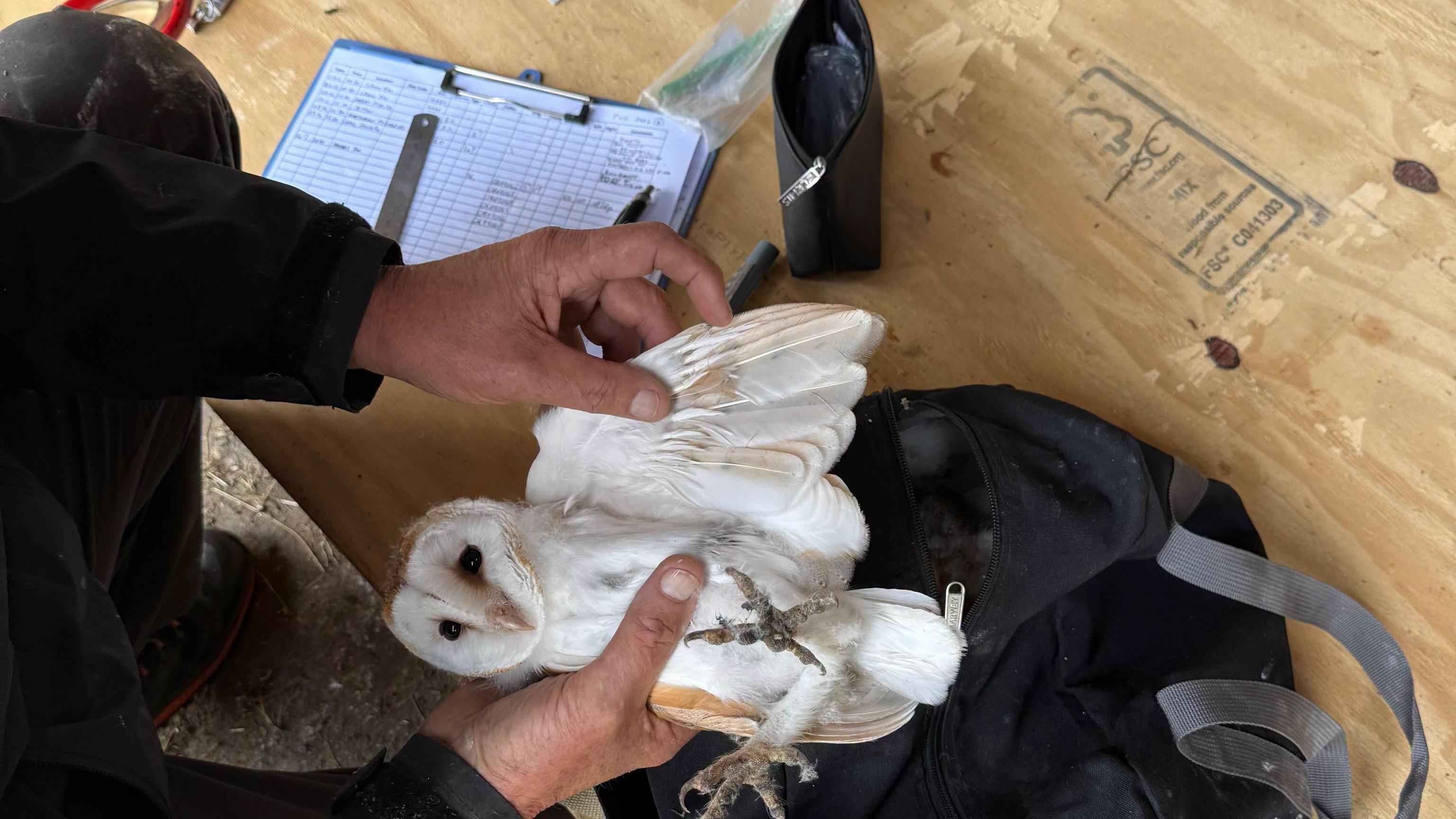 The six owlets are each about three days apart in age and include three males and three females