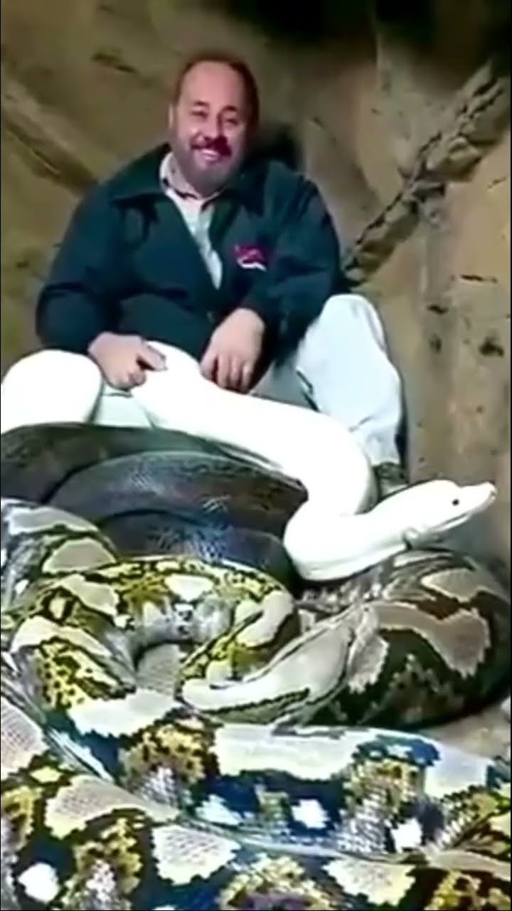 White python strikes twice while man sits with angriest snakes