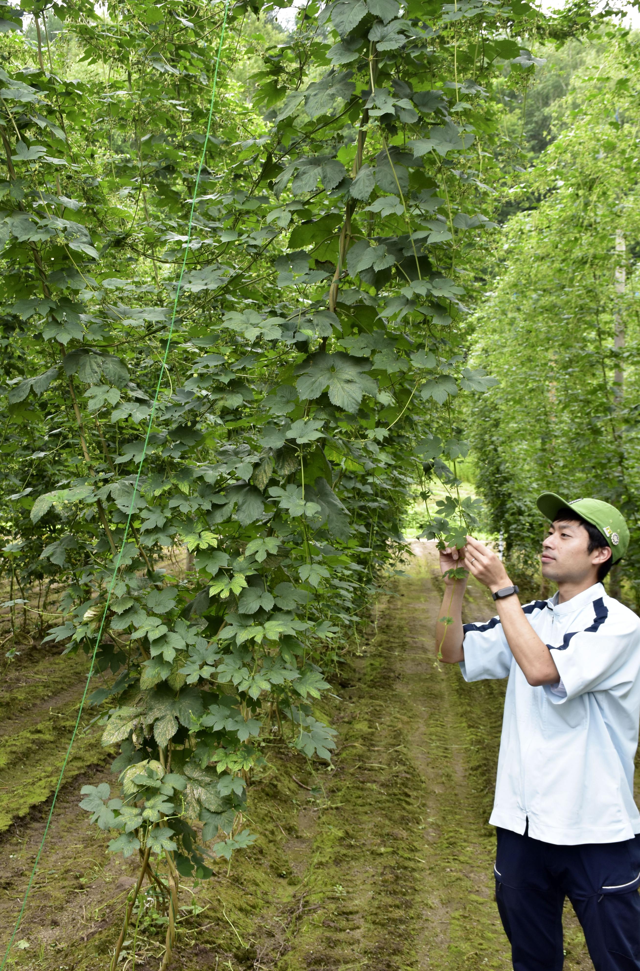カビに負けないホップ開発 サッポロ、29年にビールで利用