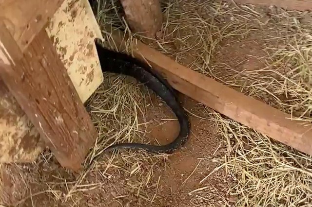 Backyard chicken owner blames hens for missing eggs, then finds 5 chicken snakes in nest boxes