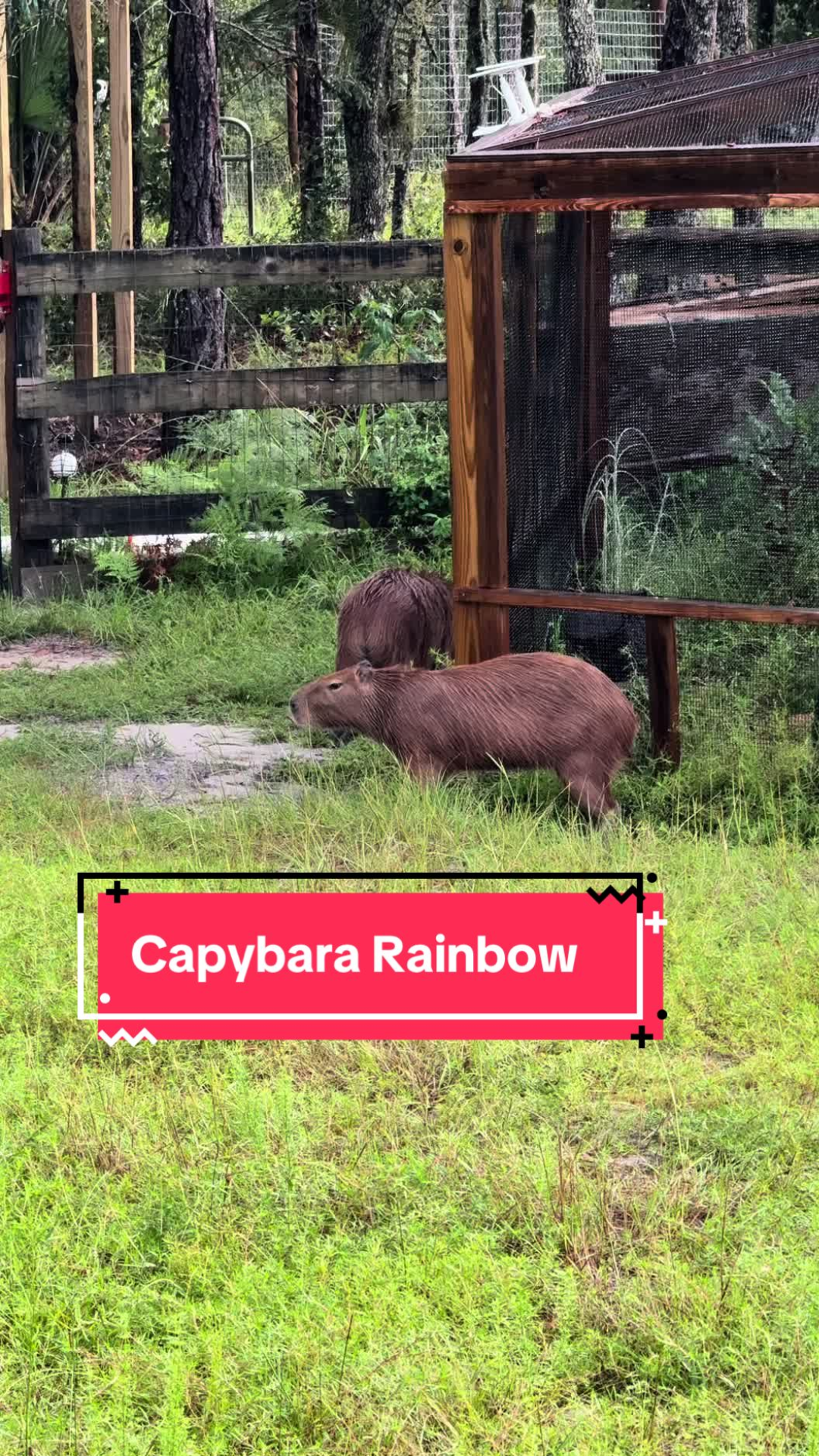 Why these capybaras chose snacks over a beautiful rainbow