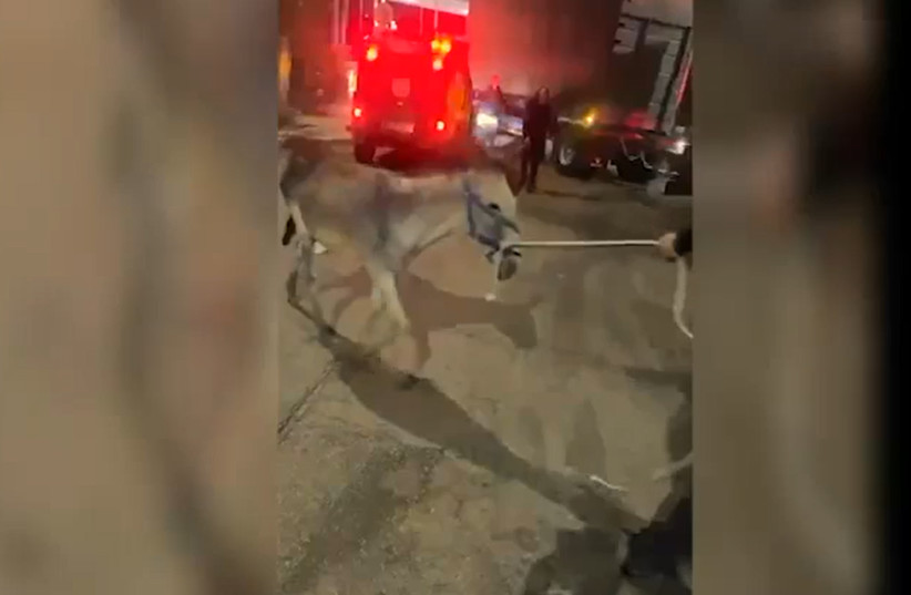 Israeli security forces rescue a donkey from the back of a private vehicle on July 21, 2026. (credit: ISRAEL POLICE SPOKESPERSON'S UNIT)