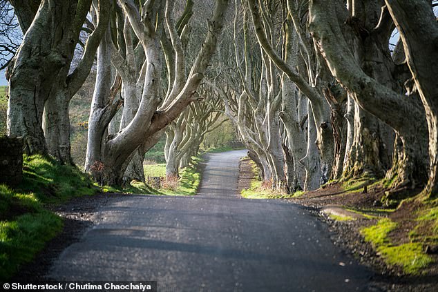 The Dark Hedges tree tunnel in Northern Ireland lures in intrigued tourists