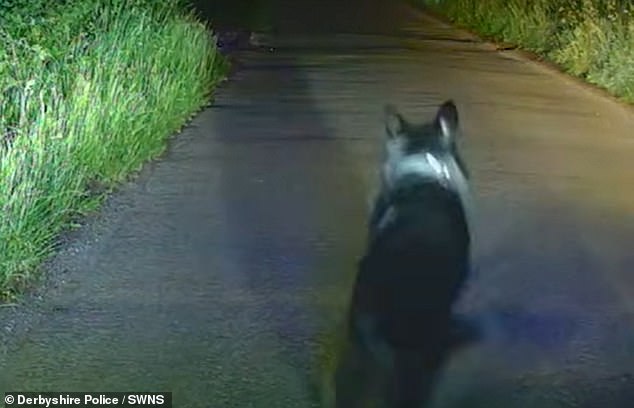 While in pursuit and hearing the screams, PC Shaw tells him: 'Mate, stop fighting the dog', and bluntly orders him to 'stop screaming'