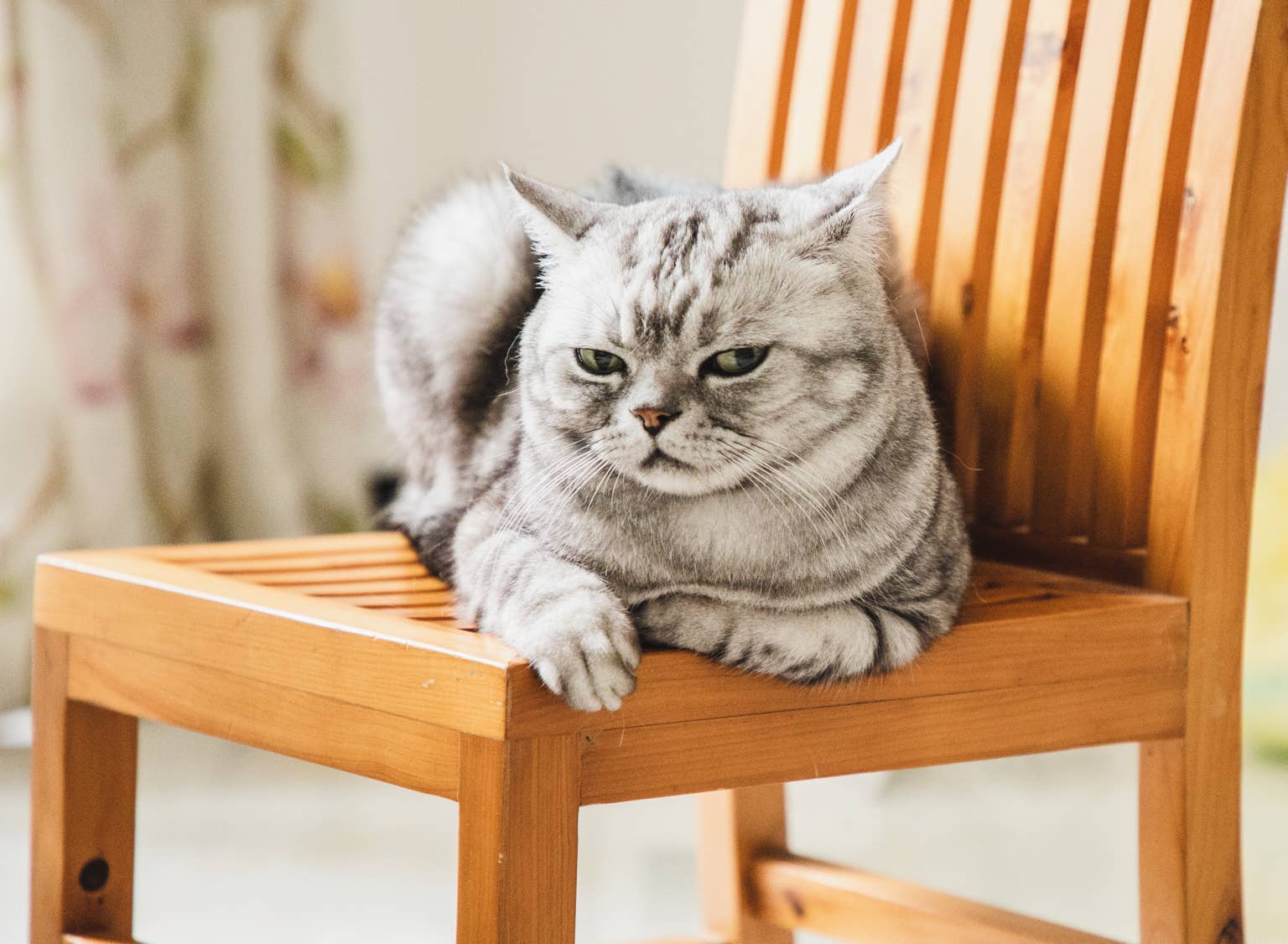 a-gray-tabby-cat-sits-on-a-chair-looking-annoyed
