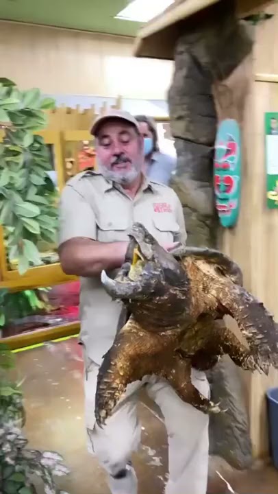 Giant snapping turtle shows its fish lure inside massive mouth
