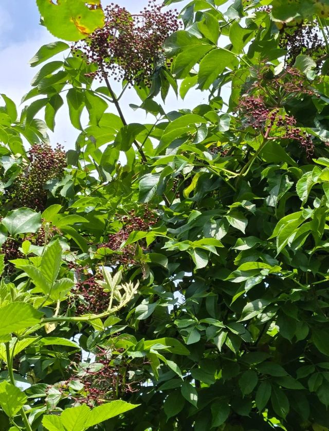 Forager slips into blackberry bramble, finds elderberries, and rules out water hemlock