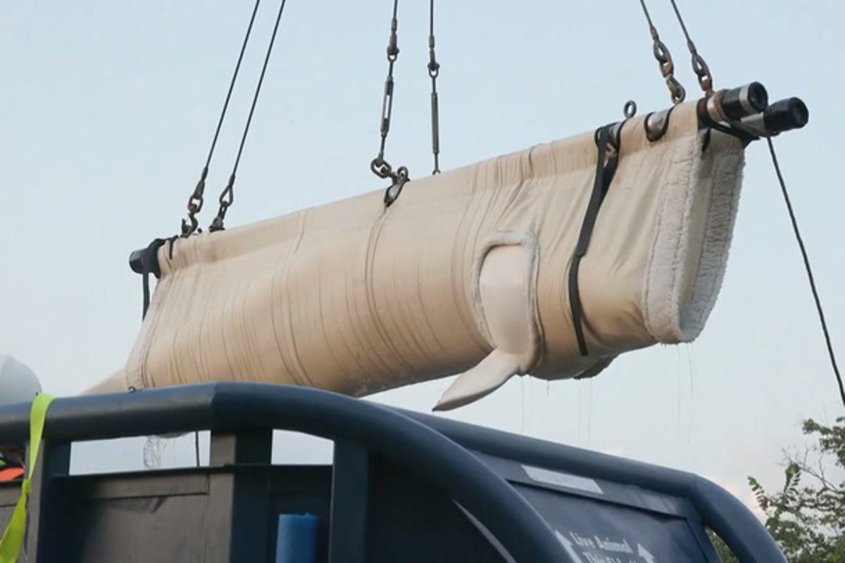 Whales airlifted to new US homes after former marine park closed down