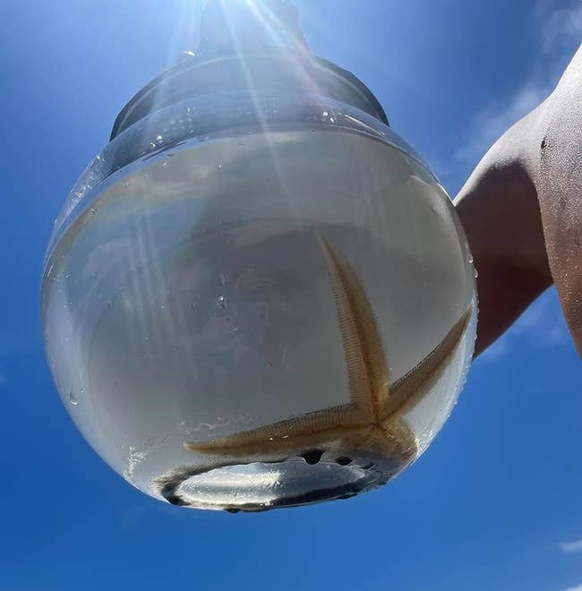 A starfish is seen inside a catch and release aquarium filled with water