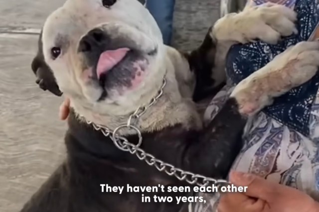 Stolen dog missing for 2 years sprints to her mom when she hears her old nickname