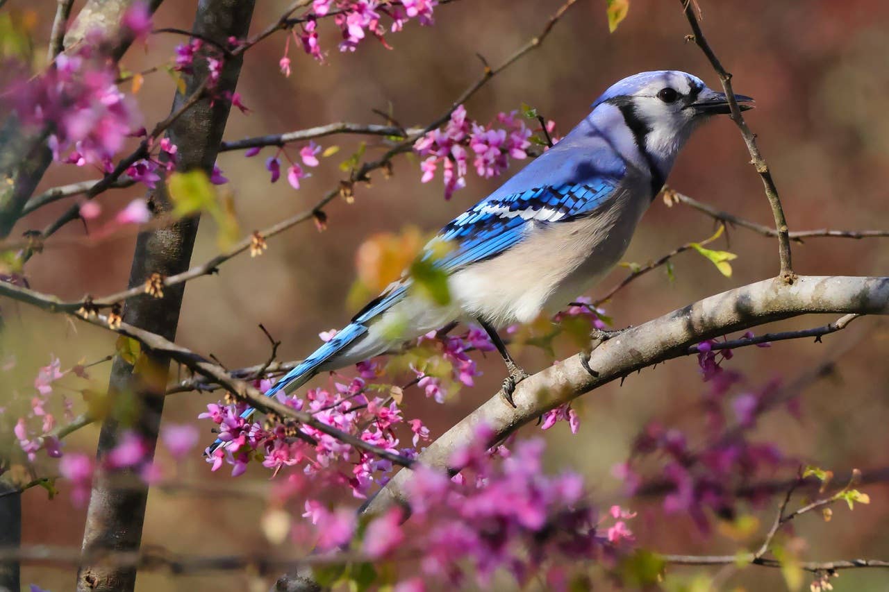How to attract blue jays to your yard, according to experts
