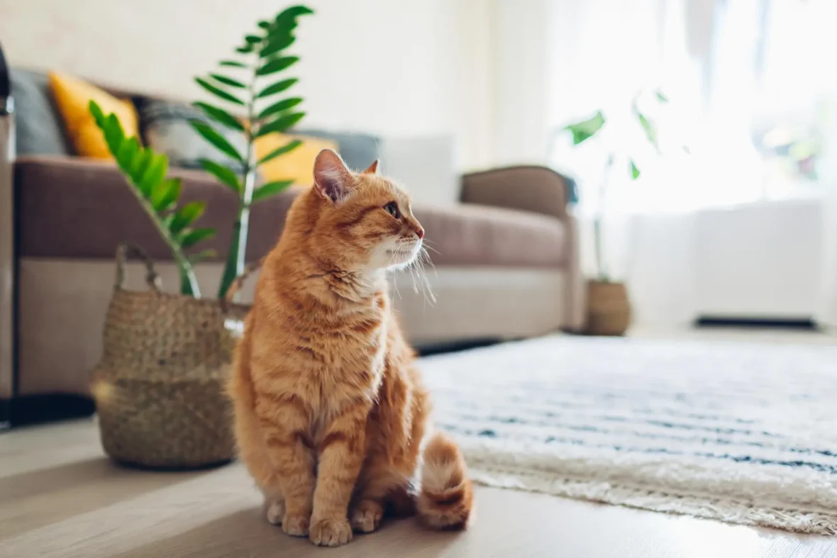 How long can you really leave a cat alone? The answer will shock you