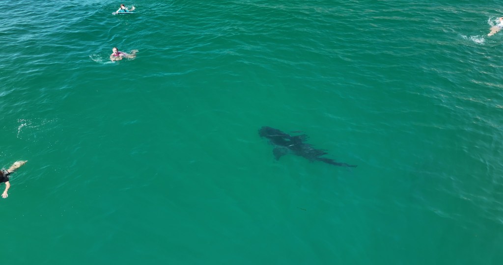 10-foot great white shark stalks children in SoCal
