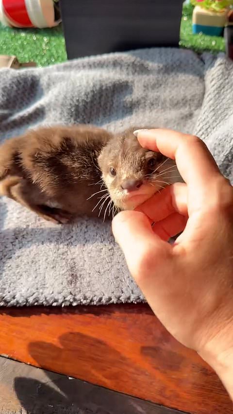 Man plays with baby otter on boat