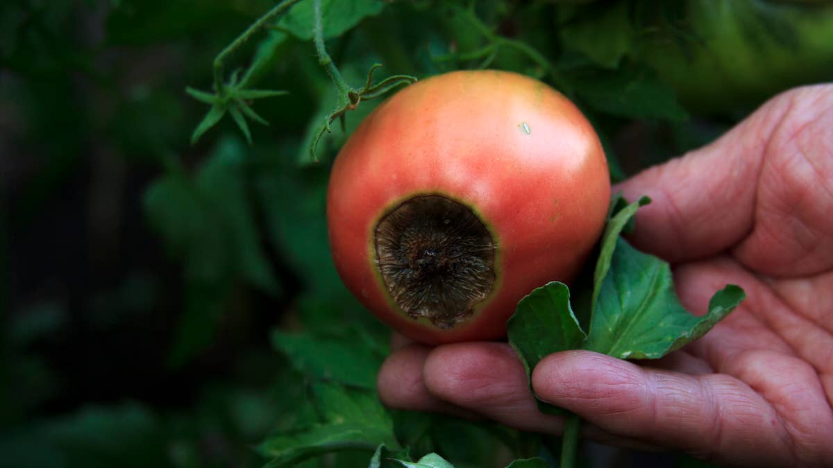 What causes blossom end rot on tomatoes—and can you fix it?