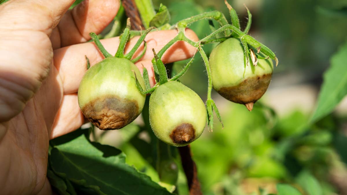 tomato-disease-green-tomatoes-rot-on-a-branch-in-a-rural-garden-on-a-sunny-day