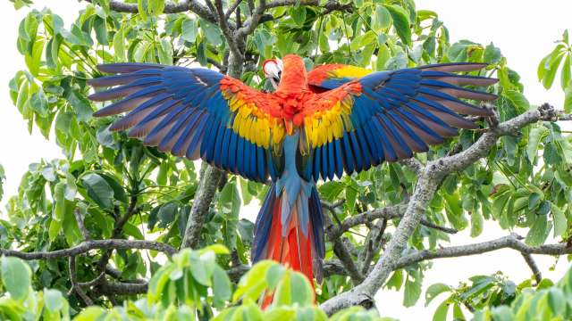 After 200 years, scarlet macaws are breeding again in Brazil's Atlantic Forest