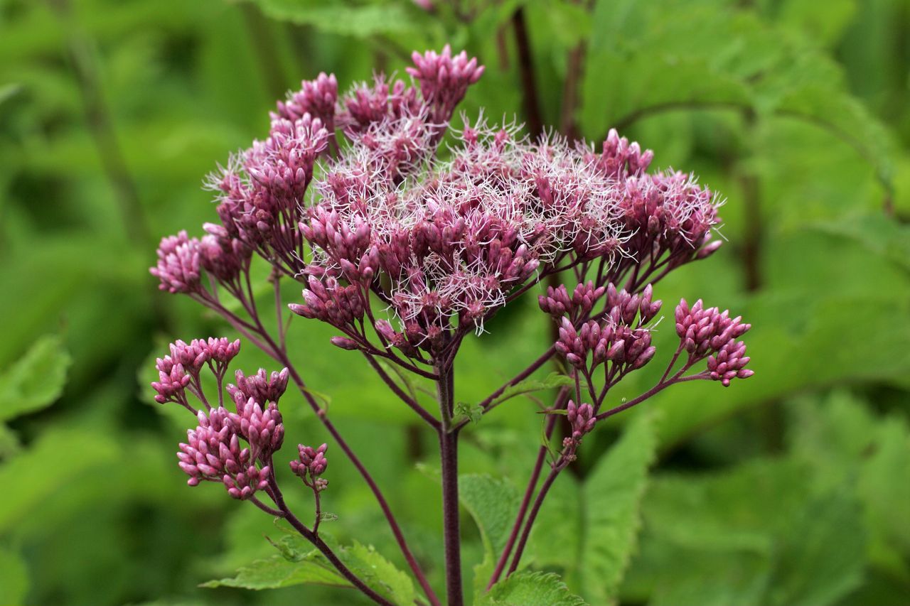 joe pye weed