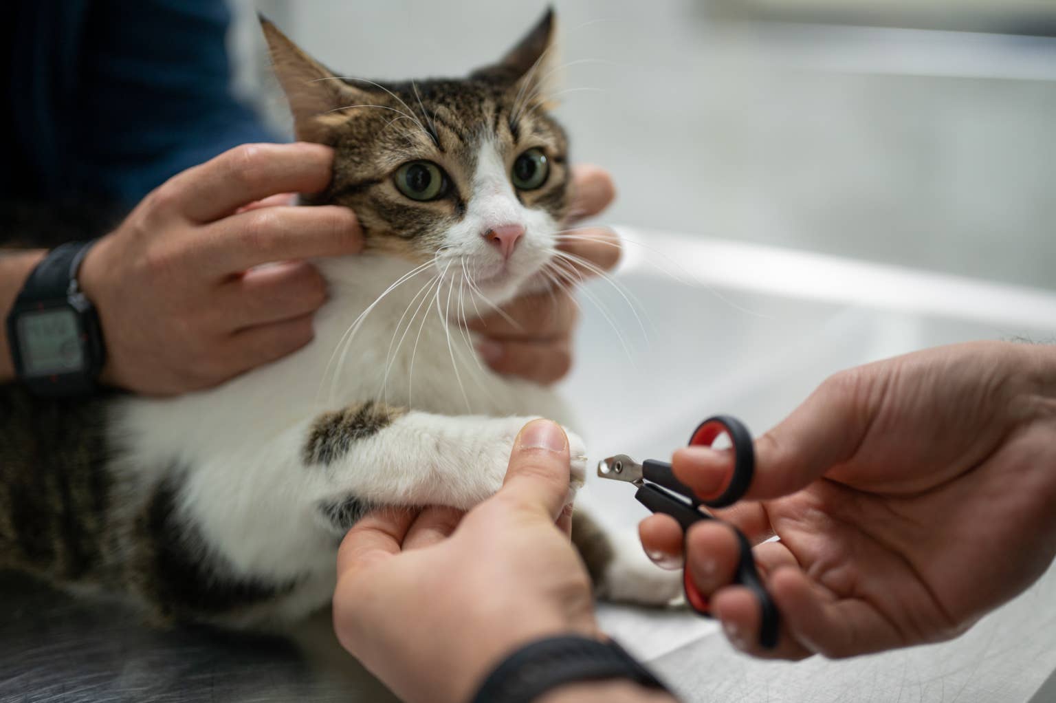 How to trim a cat's nails without getting scratched