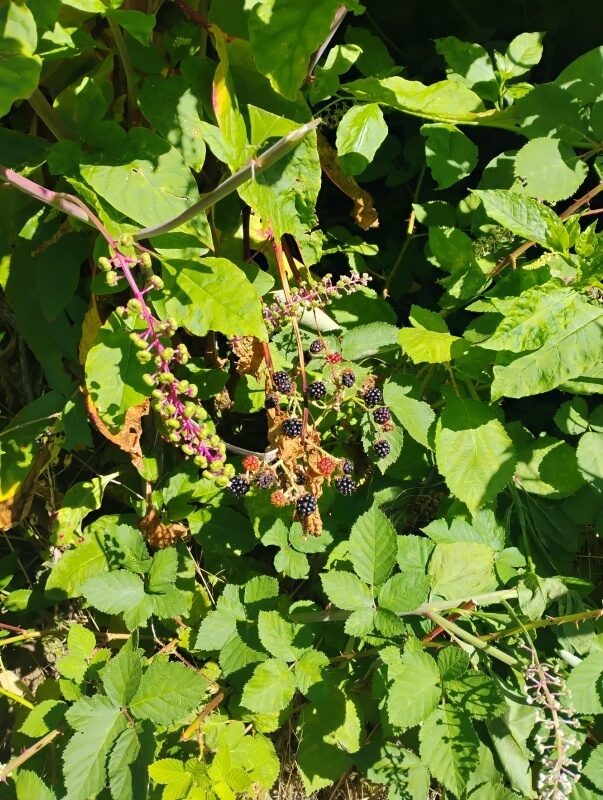 Oregon forager spots Himalayan blackberries, then notices toxic pokeweed growing beside them