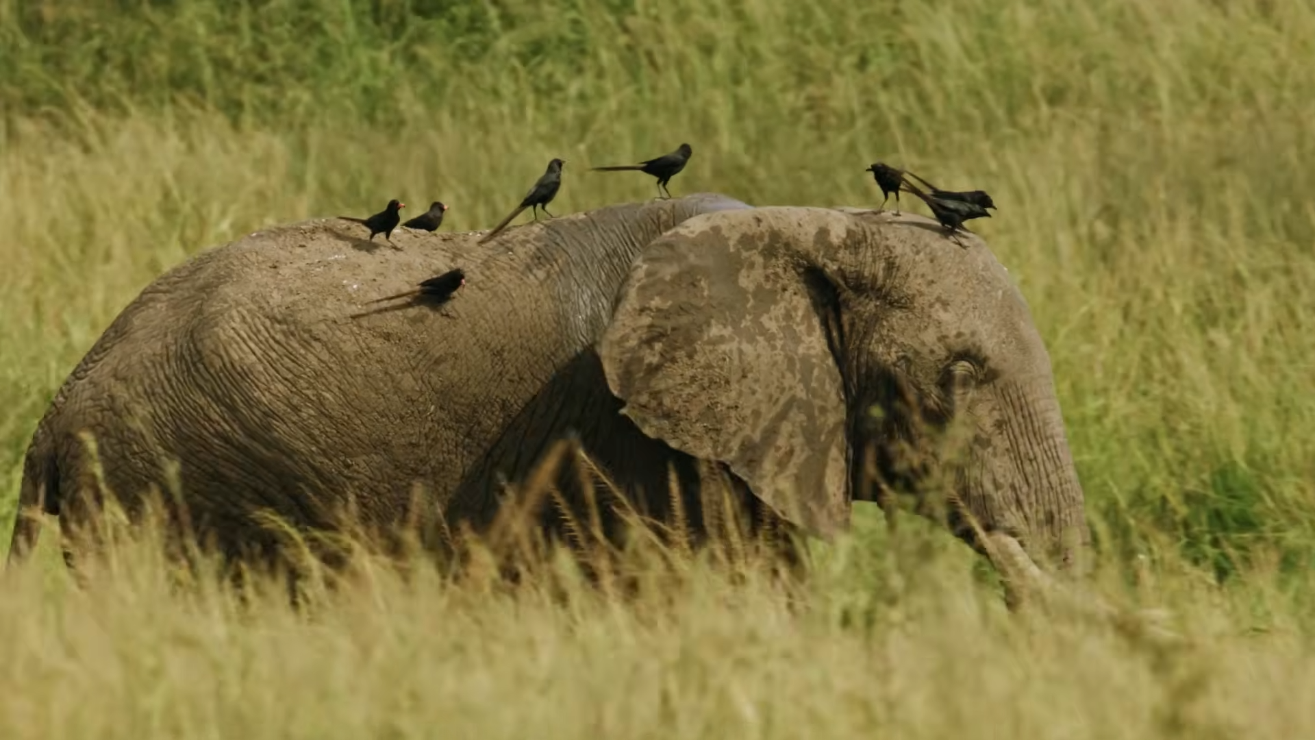 Can humanity save Africa's greatest giants?