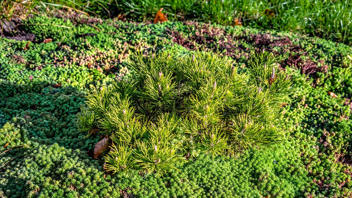 young-pine-sprout-amidst-sedum-ground-covering-plants-adds-depth-to-garden-design