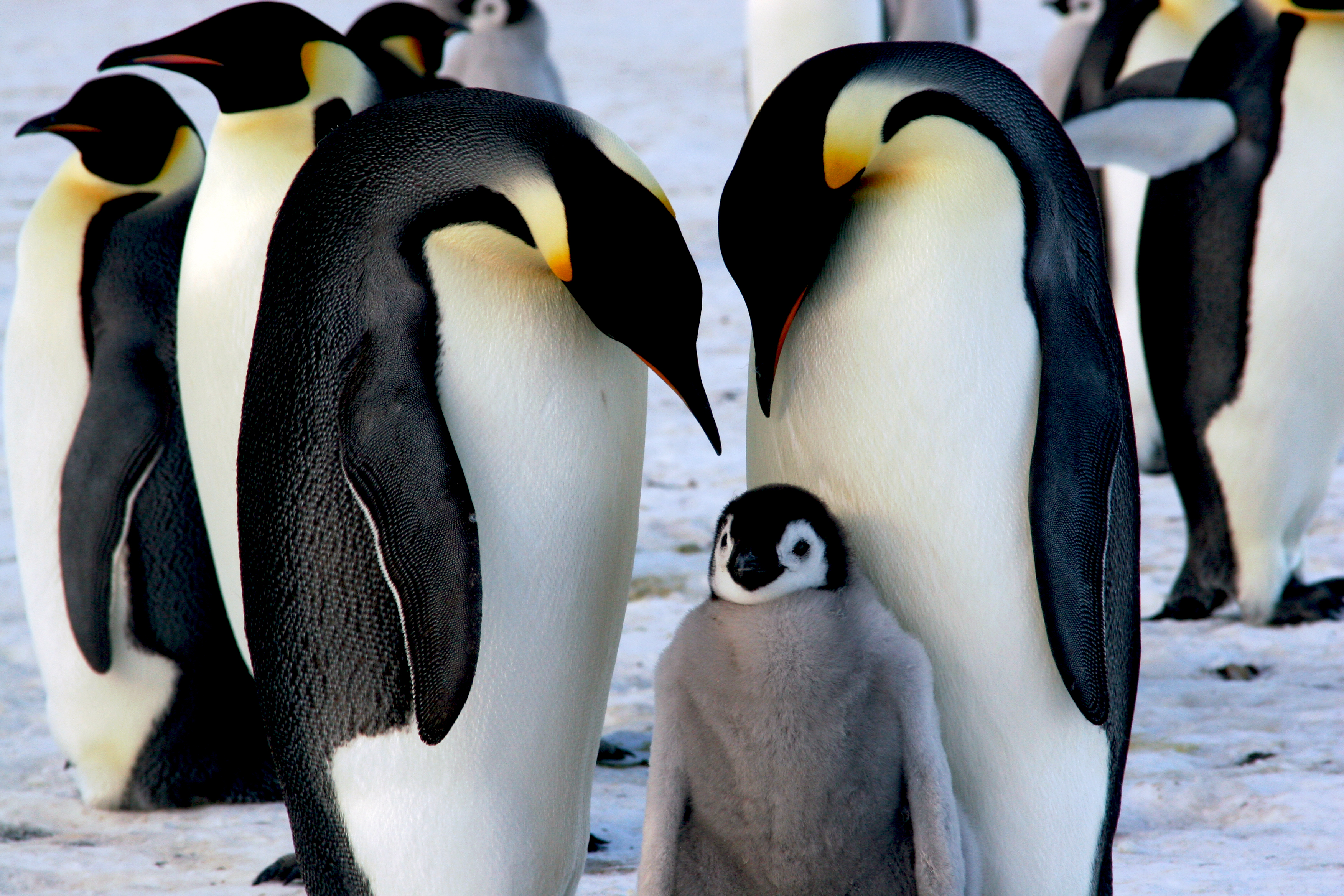 This day in history: “March of the Penguins” released in the US