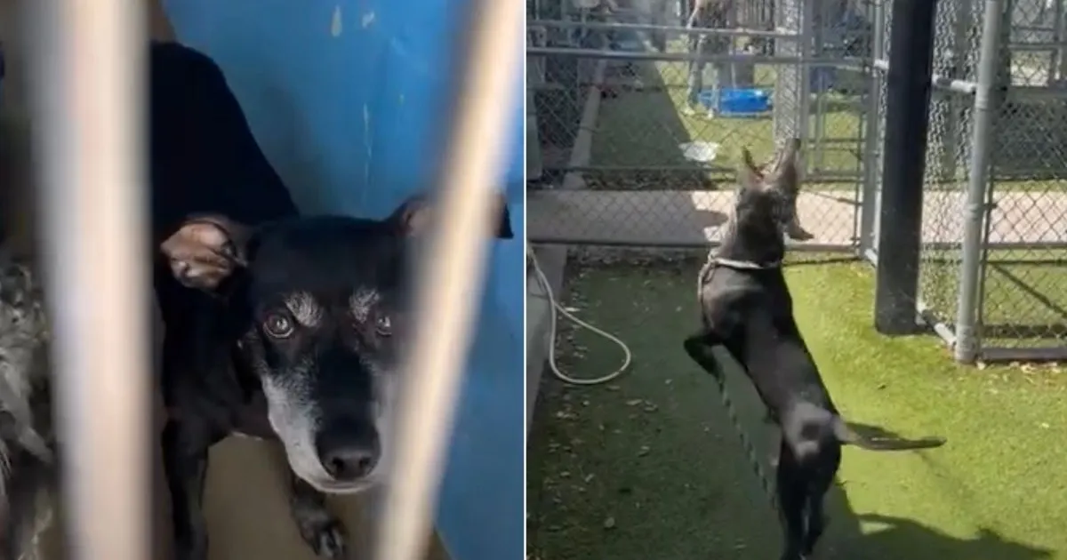 Shelter dog has everyone fooled when he shows his true personality