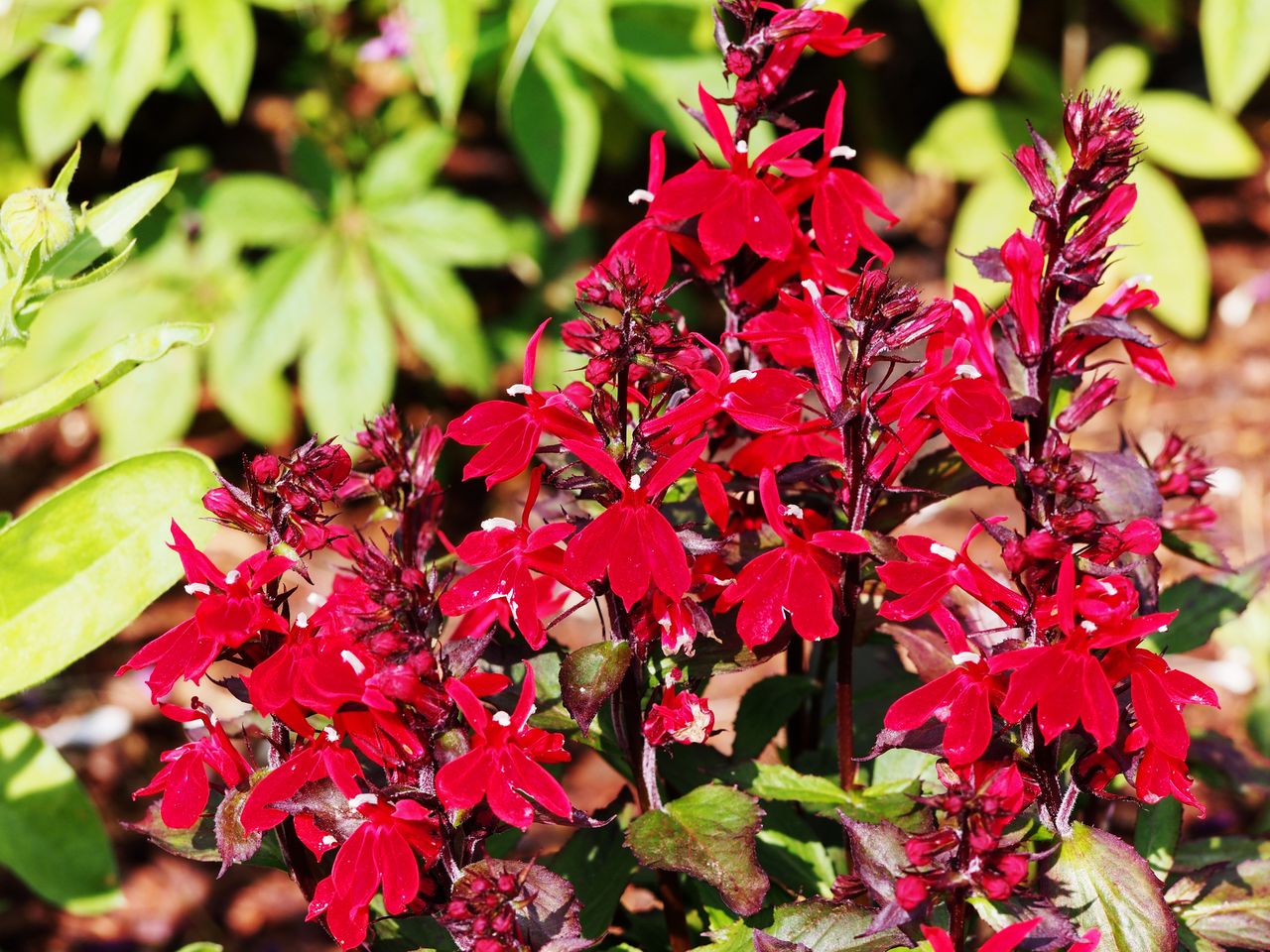 Cardinal flower in bloom.