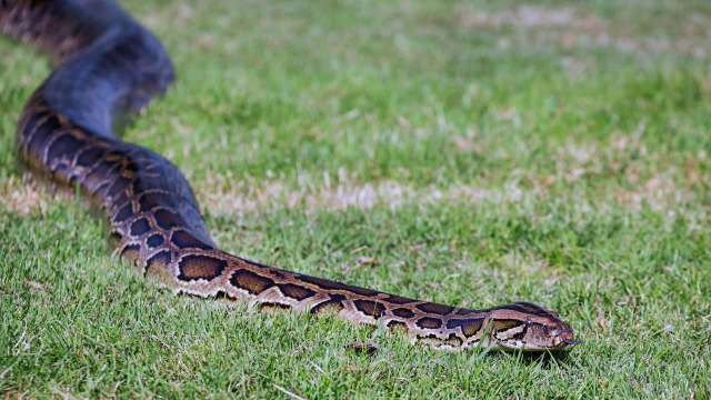 Invasive Burmese pythons establish new Florida colony beyond their Everglades range