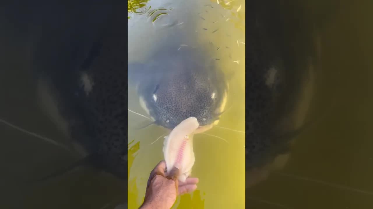 This giant fish was too big for a tank, so he brought it home alive
