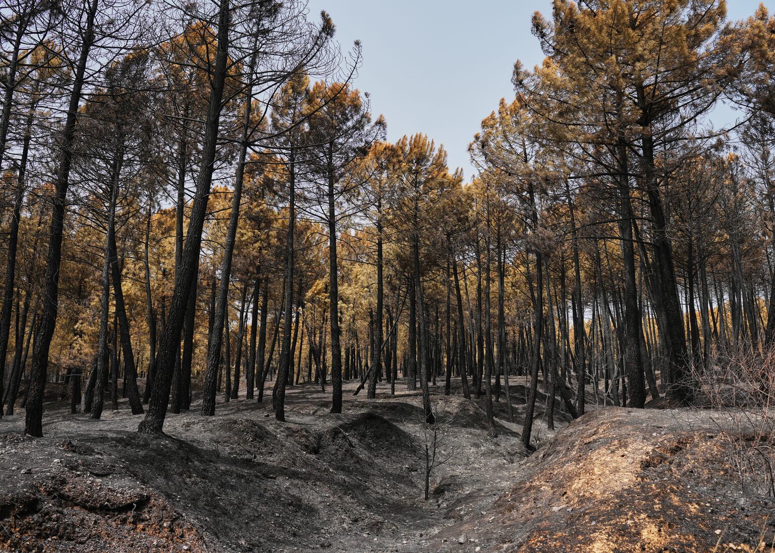 A burned area in Muriel, Guadalajara (Manu Fernandez/AP)
