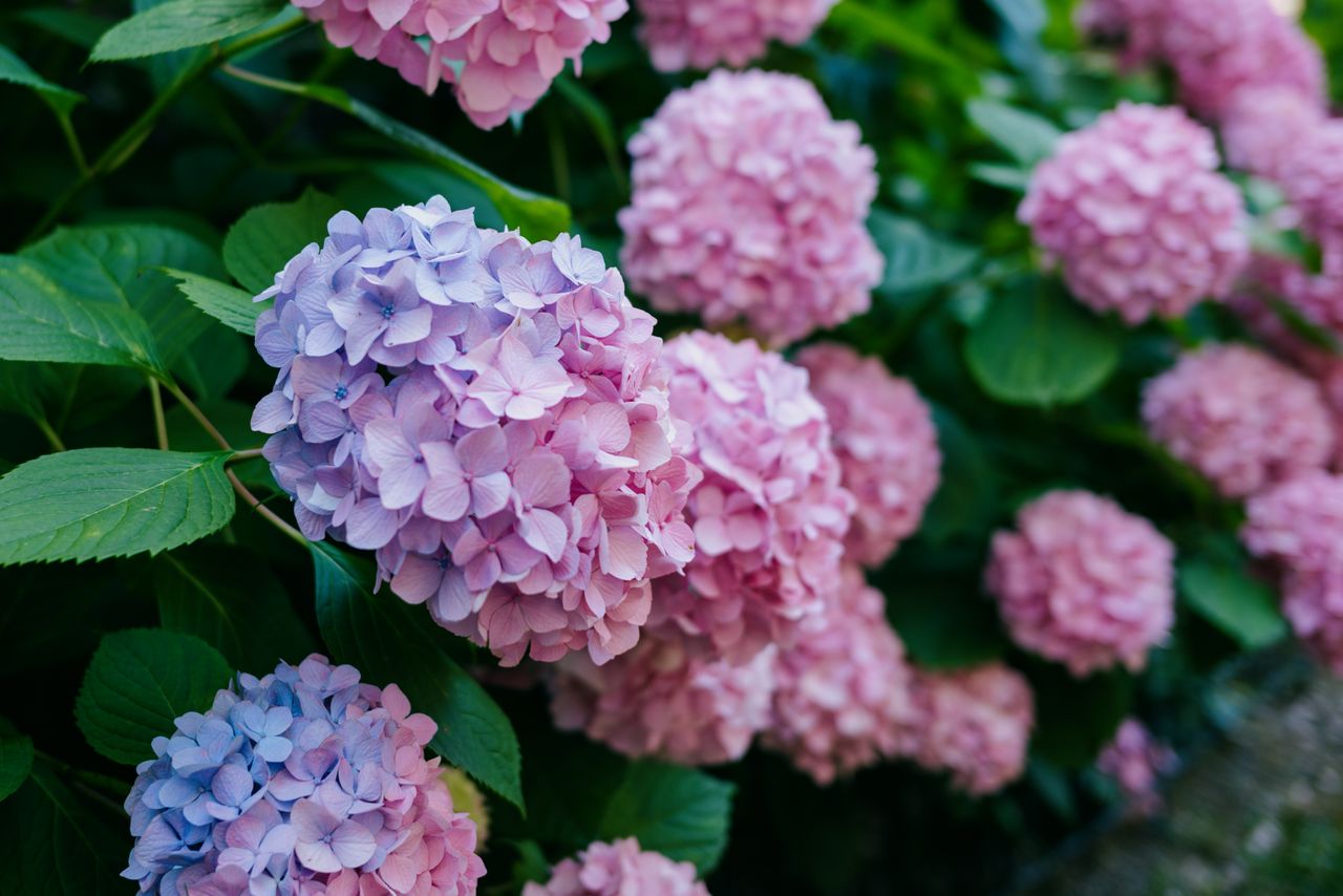 A cluster of blooming hydrangea flowers with multiple flower heads in focus