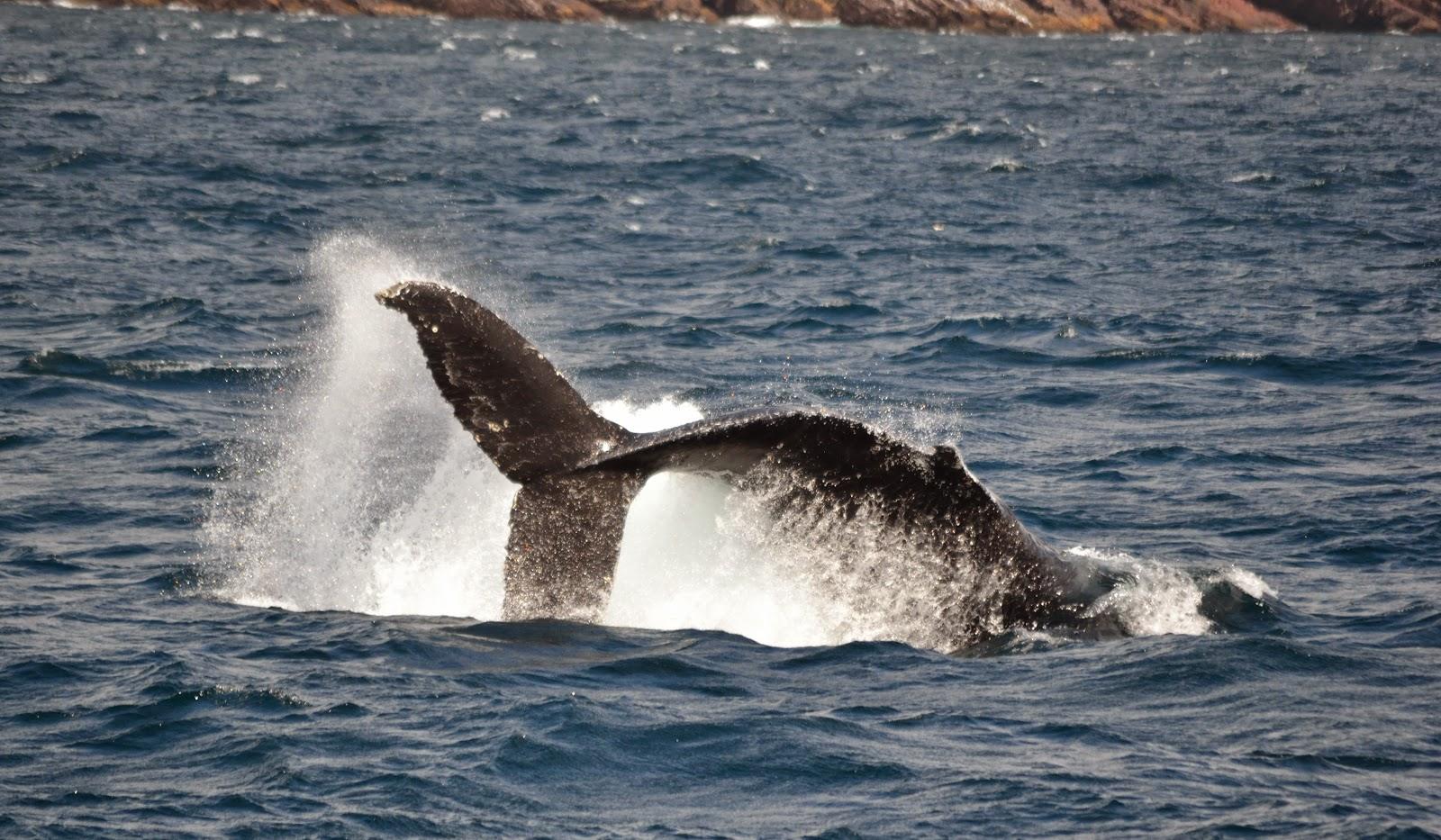 10. Whales show up right alongside the icebergs