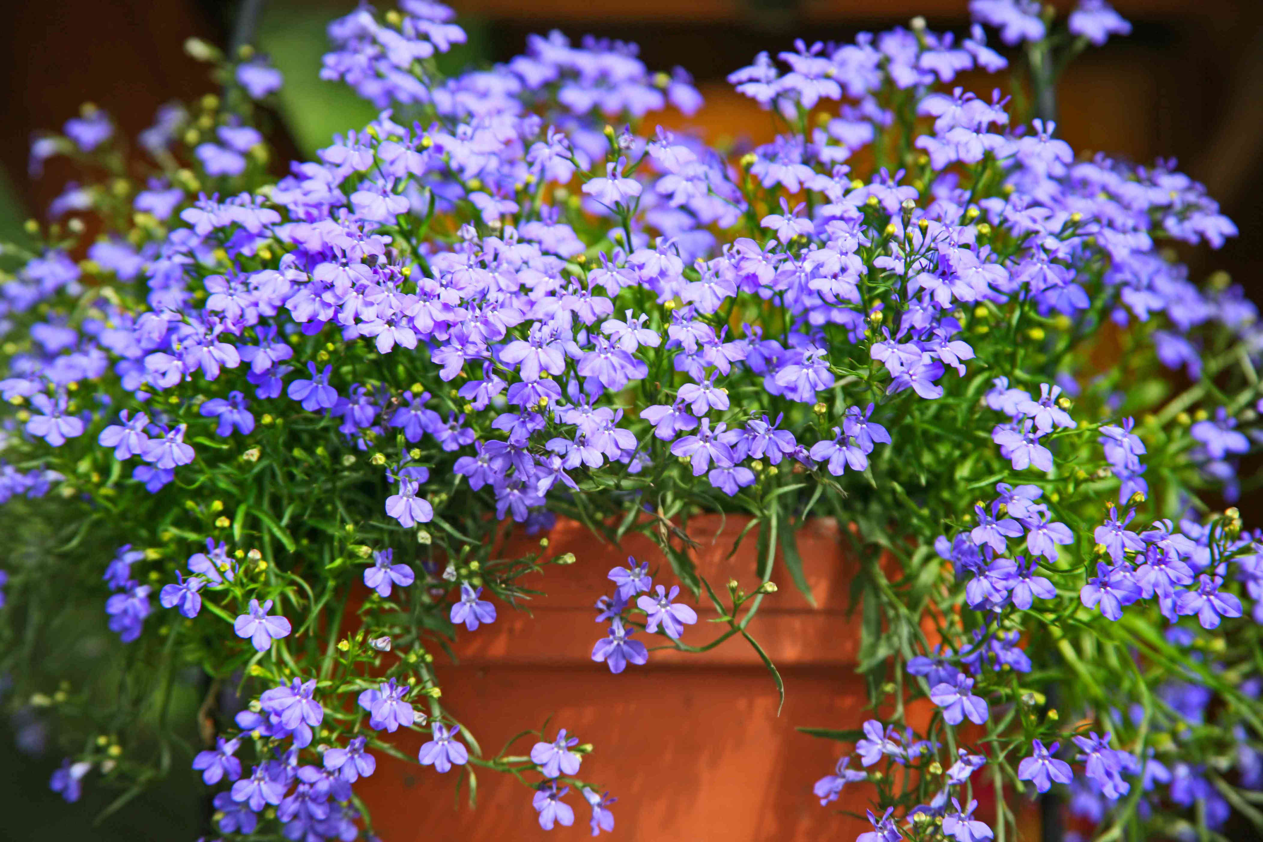 Hanging baskets looking limp already? These easy tricks keep spillers perky and blooming