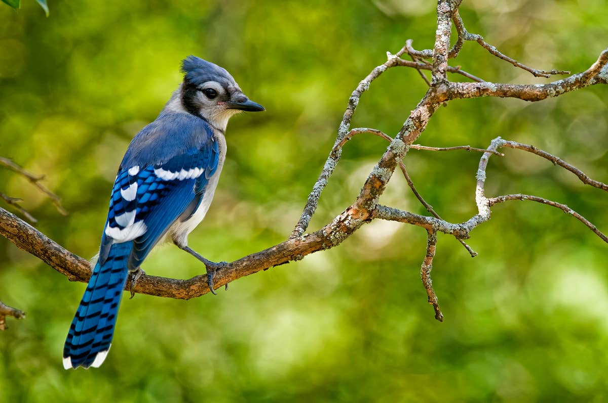 blue-jay