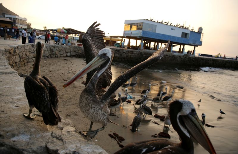 Pelicans are seen next to a fish market in the Chorrillos district of Lima