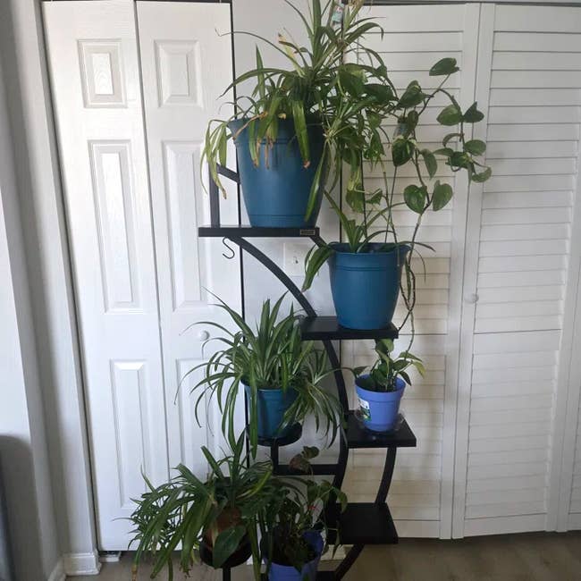 Indoor plant stand with cascading green plants in blue pots, placed against white closet doors
