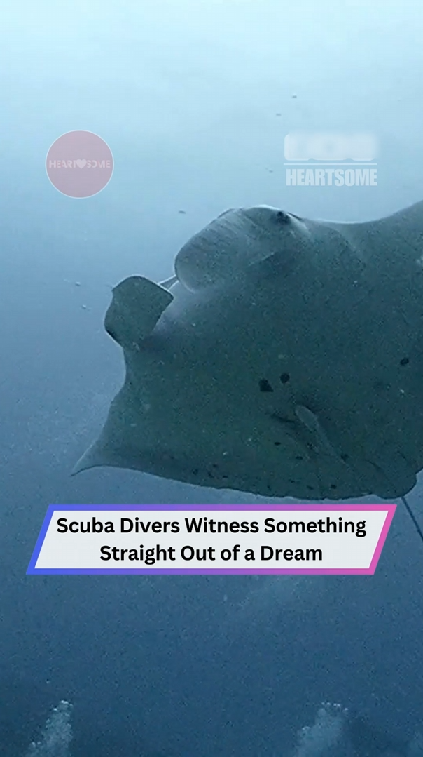 Scuba divers experience an incredible close encounter with manta rays