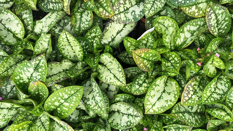 The Perennial Flower You Should Be Growing Next To Hostas