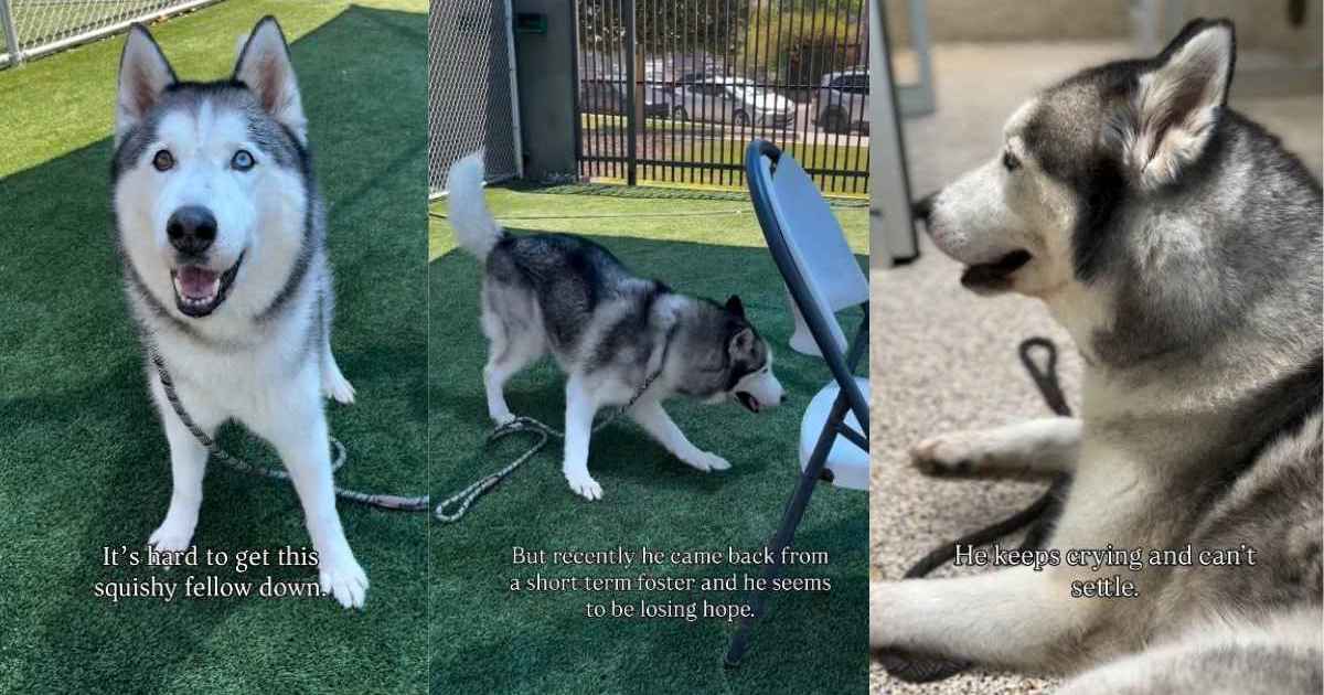 Shelter Dog Cries a Desperate Plea for Help, Hoping Someone Would See His Worth