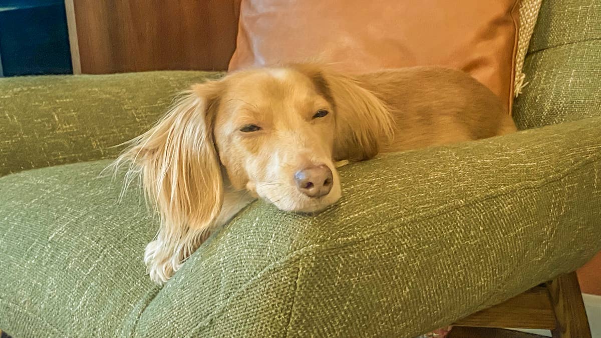 longhaired-mini-dachshund-lying-on-a-chair