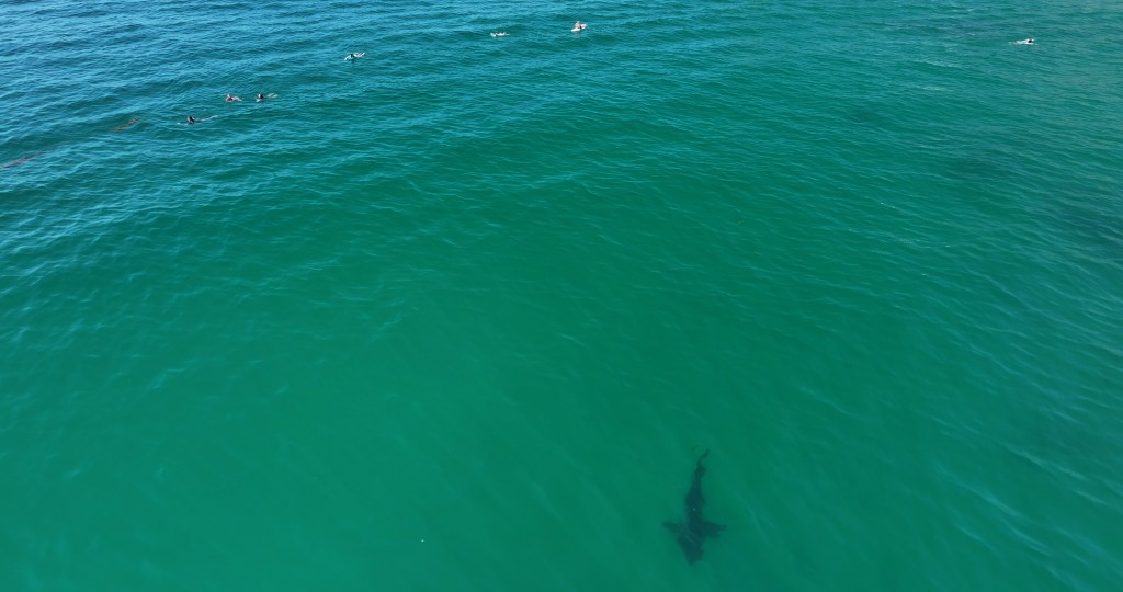10-foot-great-white-shark-135147210