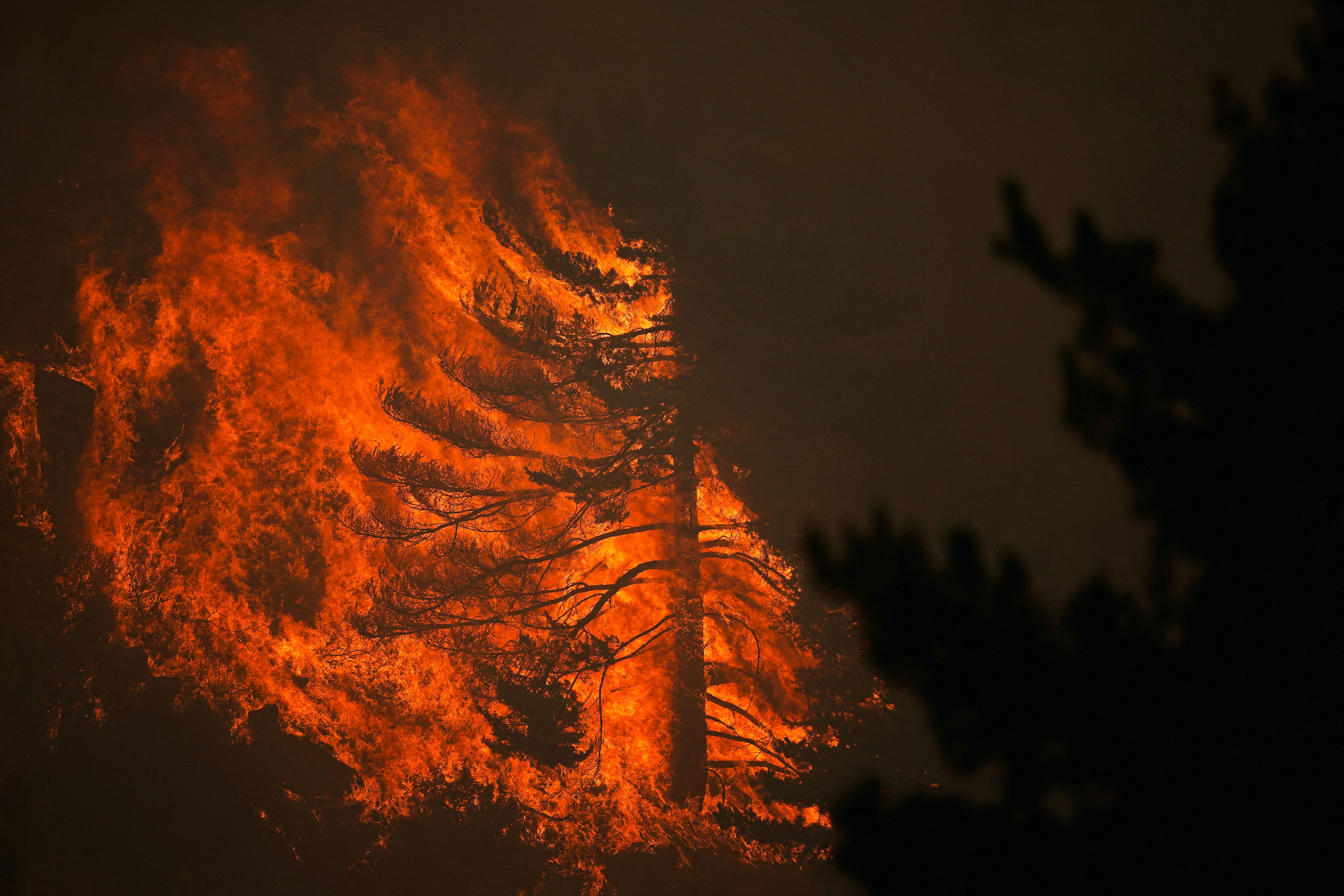 A tree burns during the La Mierla wildfire in Albendiego, Guadalajara (Reuters)