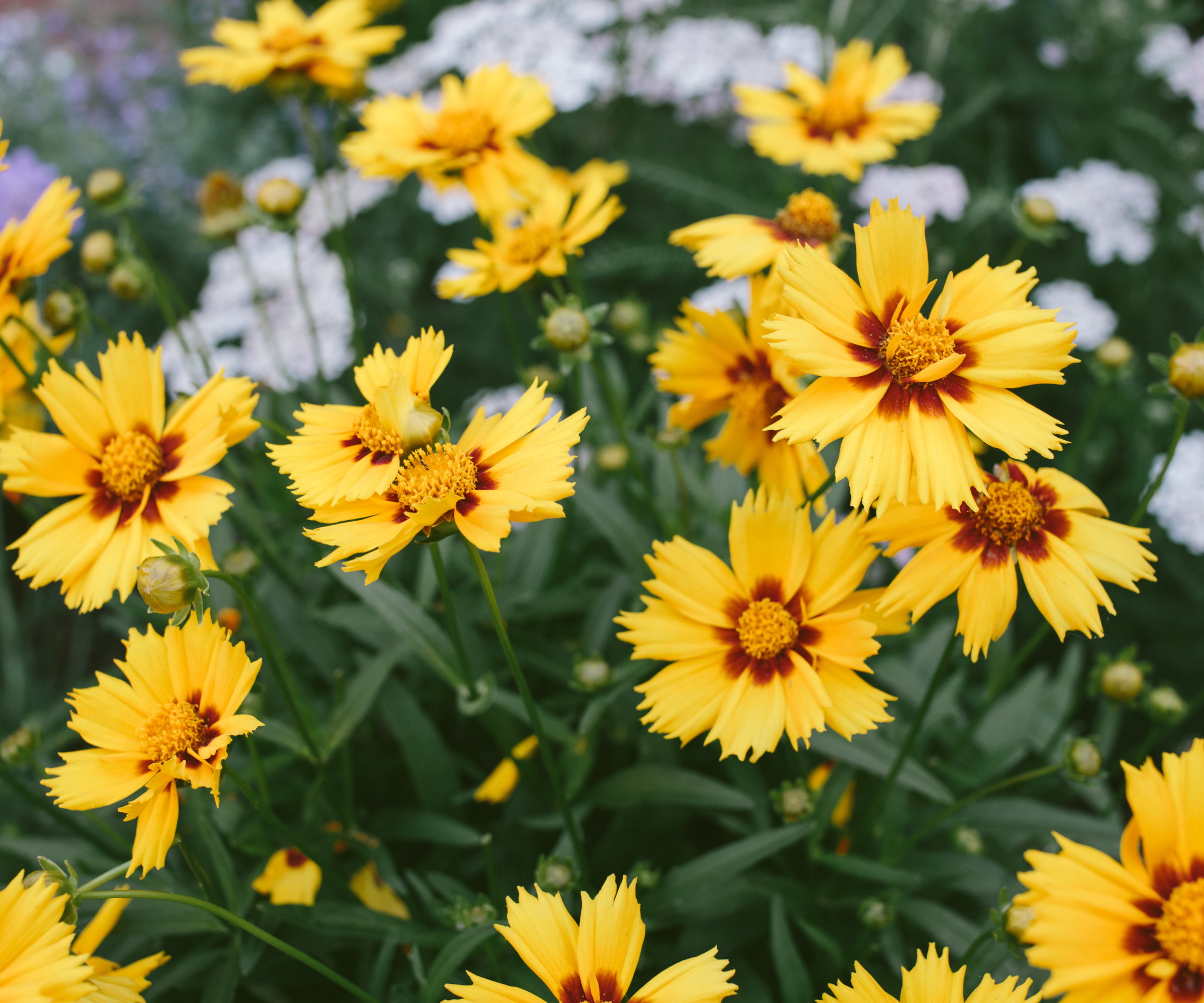 Bright coreopsis flowers with yellow blooms and red centers