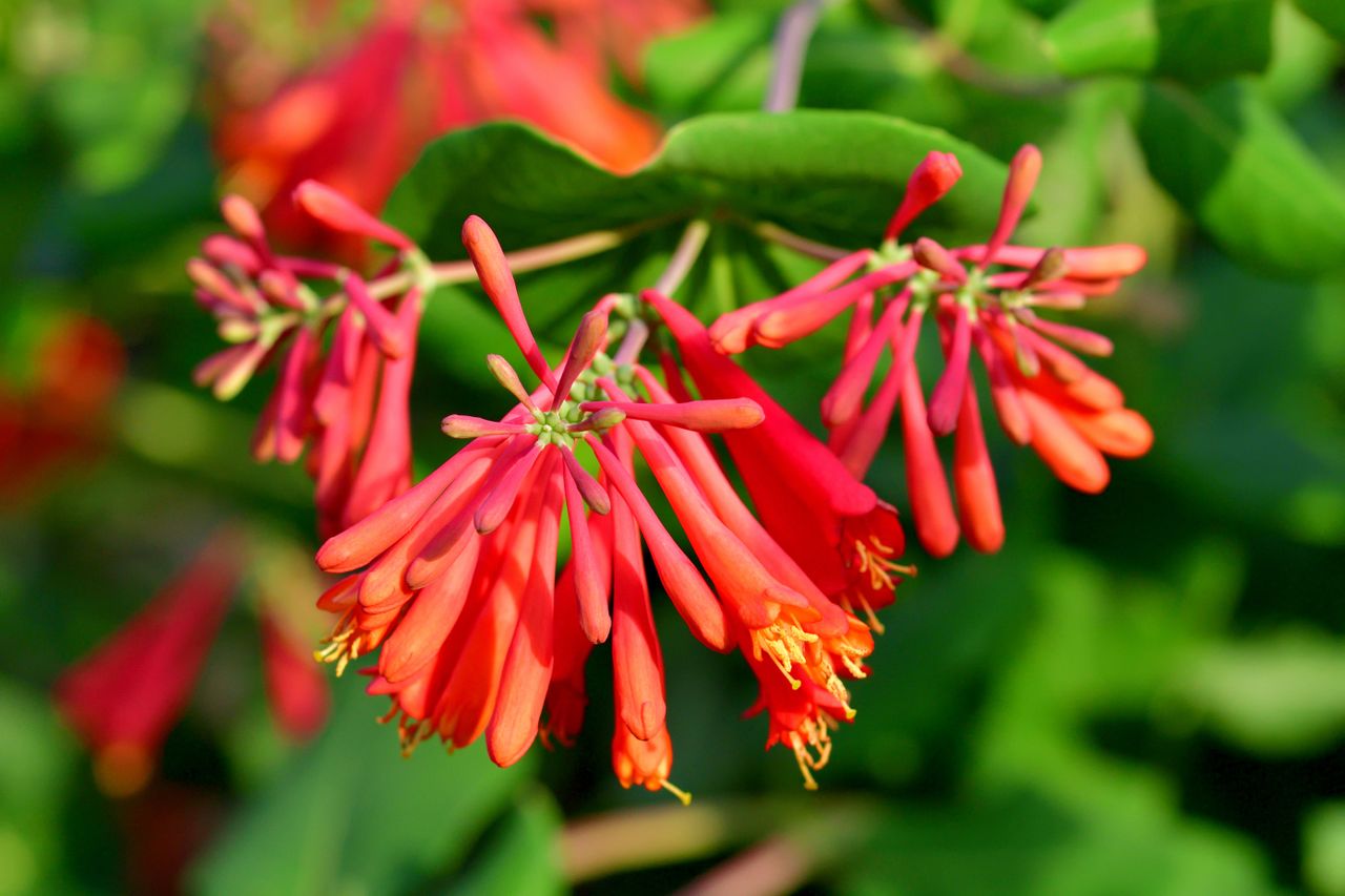 Trumpet honeysuckle flowers in bloom with green leaves in the background